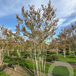 Lagerstroemia indica 400-450 cm draadkluit meerstammig