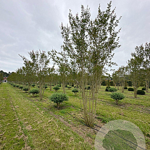 Lagerstroemia indica 400-450 cm draadkluit meerstammig