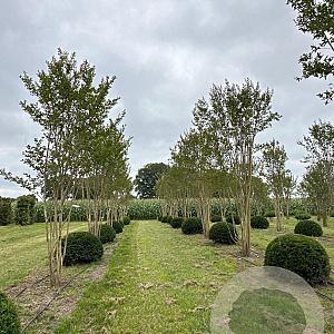 Lagerstroemia indica 400-450 cm draadkluit meerstammig