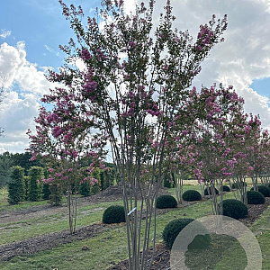 Lagerstroemia indica 400-450 cm draadkluit meerstammig