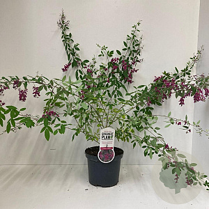 Lespedeza thunbergii 35-40 cm 3,0L