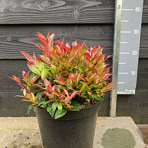 Leucothoe 'Zeblid' 30-40 cm 7,5L