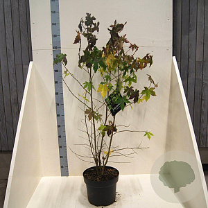 Liquidambar styraciflua 125-150 cm 10L meerstammig