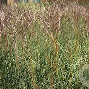 Miscanthus sinensis 'Kleine Silbersp. ' GM P9