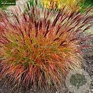 Miscanthus sinensis 'Sioux' GM P9