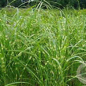 Miscanthus sinensis 'Zebrinus' GM P9