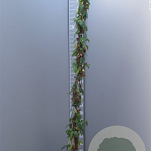 Lonicera henryi 200-250 cm 10L