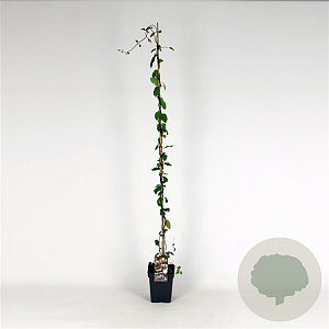 Lonicera periclymenum 150-175 cm 5,0L
