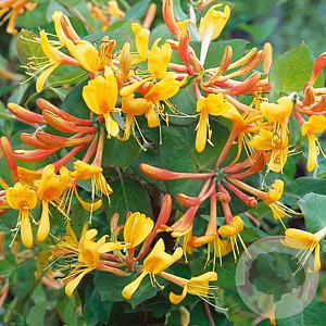 Lonicera tellmanniana 150-175 cm vierkant rond 5,5L