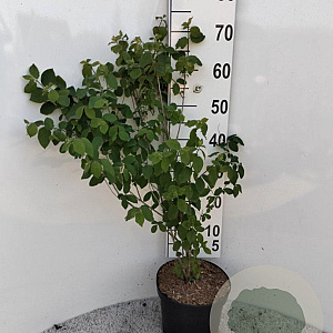 Lonicera xylosteum 60-80 cm 5,0L