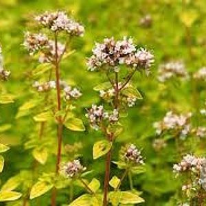 Origanum vulgare 'Aureum' GM P9