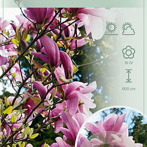 Magnolia 'Galaxy' 80-100 cm 12L