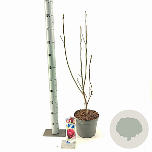 Magnolia 'Genie' 60-80 cm 5,0L
