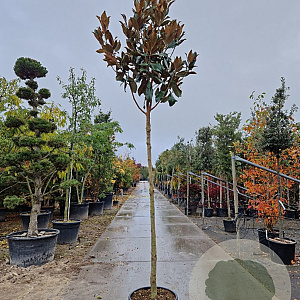 Magnolia grand. 'Galissonnière' 200 cm stam container 14-16 hoge lei