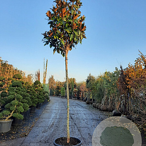 Magnolia grand. 'Galissonnière' 200 cm stam container 14-16 hoge lei