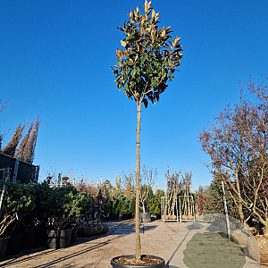 Magnolia grand. 'Galissonnière' 200 cm stam container 14-16 hoge lei