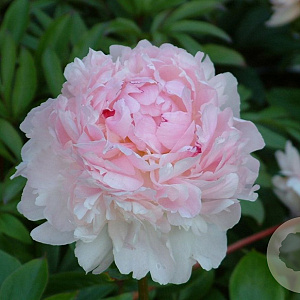 Paeonia lact. 'Angel Cheeks'' GM P9