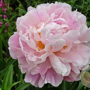 Paeonia lact. 'Catharina Fontijn' GM  P11