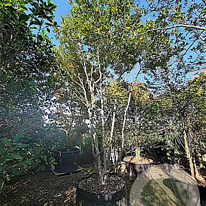 Magnolia loebneri 'Leonard Messel' 450-500 cm container solitair