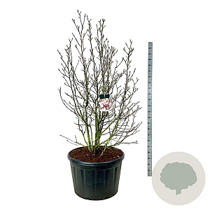 Magnolia soulangeana 200-225 cm cont. 230L solitair
