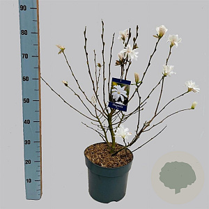 Magnolia stellata 70 cm stam 7,5L