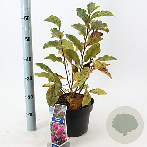 Magnolia 'Susan' 40-50 cm 5,0L