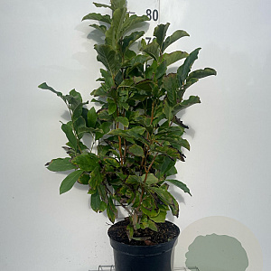 Magnolia 'Susan' 80-100 cm 7,5L