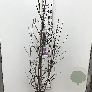 Magnolia 'Susan' 150-175 cm 15L
