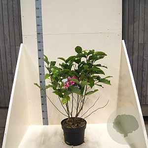 Magnolia 'Susan' 60-80 cm 10L meerstammig