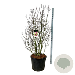 Magnolia 'Susan' 175-200 cm cont. 90L extra
