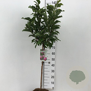Magnolia 'Susan' 50 cm stam 7,5L