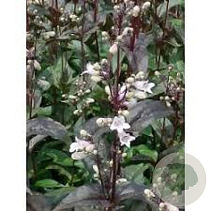 Penstemon digitalis 'Husker Red' GM P9