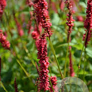 Persicaria amplexicaulis 'JCalor' GM P9