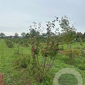 Malus 'Red Sentinel' 150-175 cm draadkluit meerstammig 80-100 breed