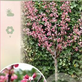 Malus toringo 'Freja' 90 cm stam 10L