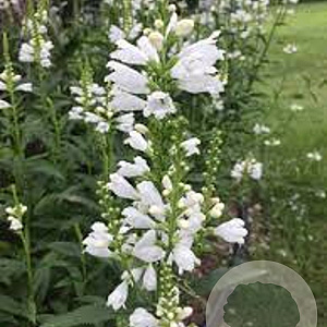 Physostegia virginiana 'Alba' GM P9