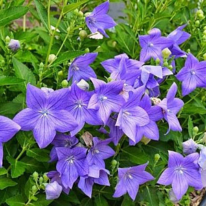 Platycodon grandiflorus 'Mariesii' GM P9