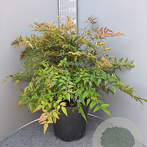Nandina domestica 60-80 cm 25L