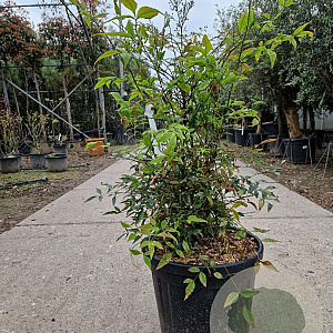 Nandina domestica 60-80 cm 30L