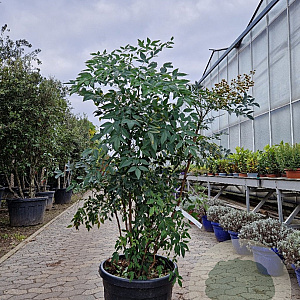 Nandina domestica 125-150 cm 50L