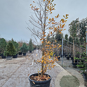 Nyssa sylvatica 300-325 cm container meerstammig