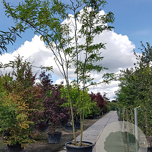 Nyssa sylvatica 450-500 cm container