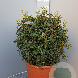 Osmanthus burkwoodii 50 cm container bol