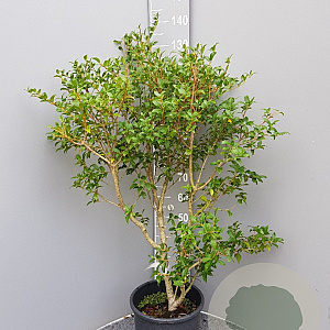 Osmanthus burkwoodii 60-80 cm 10L