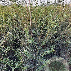 Osmanthus burkwoodii 125-150 cm met kluit