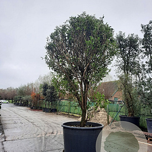 Osmanthus fragrans 350-400 cm container meerstammig