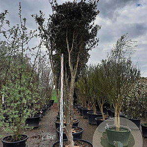 Osmanthus heterophyllus 300-350 cm container paraplukroon
