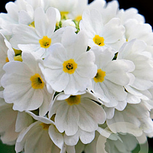 Primula denticulata 'Alba' GM P9