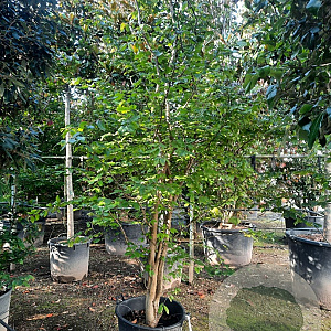 Parrotia persica 400-450 cm container meerstammig