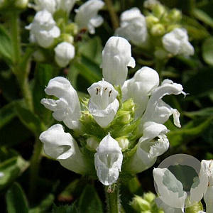 Prunella grandiflora 'Alba' GM P9